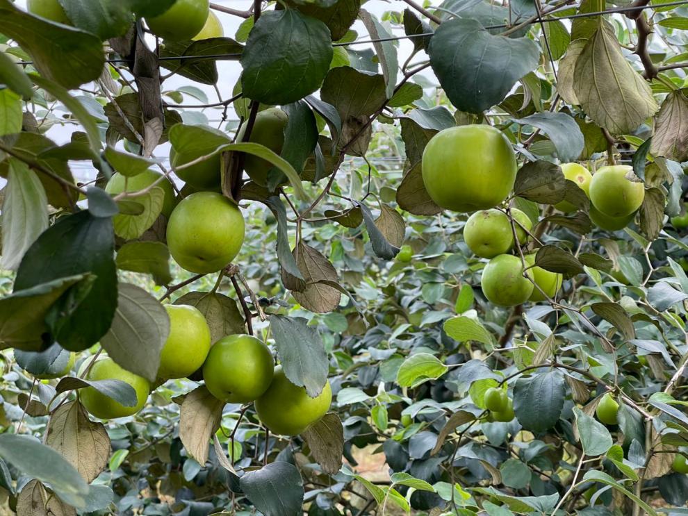 云南云枣青枣西双版纳台湾青枣脆嫩甜蜜枣大青枣顺丰陆运4斤 大果