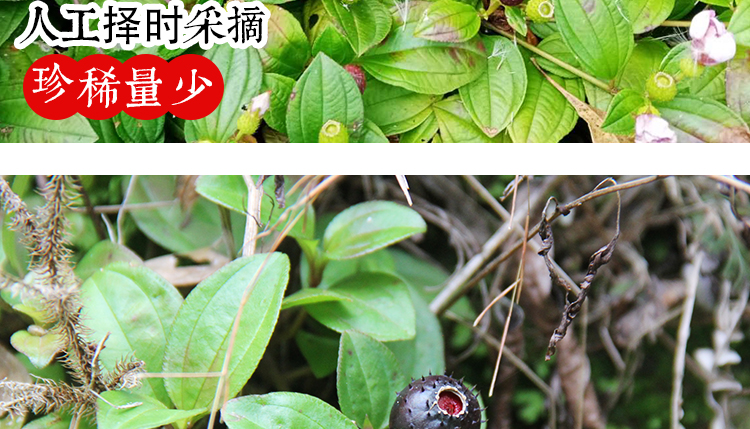 严选好物天然野生地稔果泡酒养生地菍果地茄子铺地锦山地菍地石榴250g