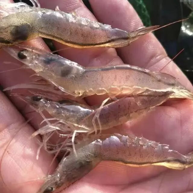 青虾苗批发河虾沼虾苗养殖淡水幼苗虾饲料技术指导 青沼虾苗2000尾