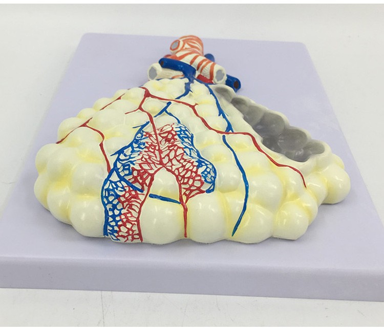 人体呼吸解剖模型肺解剖呼吸浮雕模型肺泡放大解剖模型a款肺泡放大
