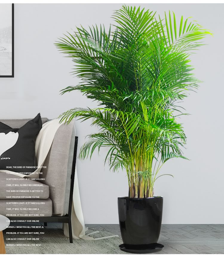 散尾葵客厅花卉盆栽绿植大型植物办公室绿植租摆散尾北欧风凤尾竹深