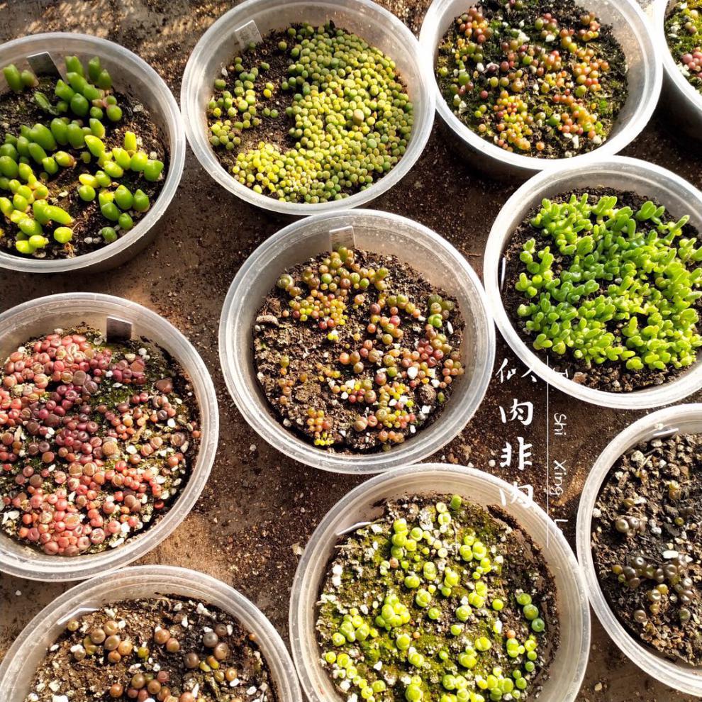 彩色生石花肉锥种子套餐种荚母本多肉植物 混屁股花 彩色日轮混合种子