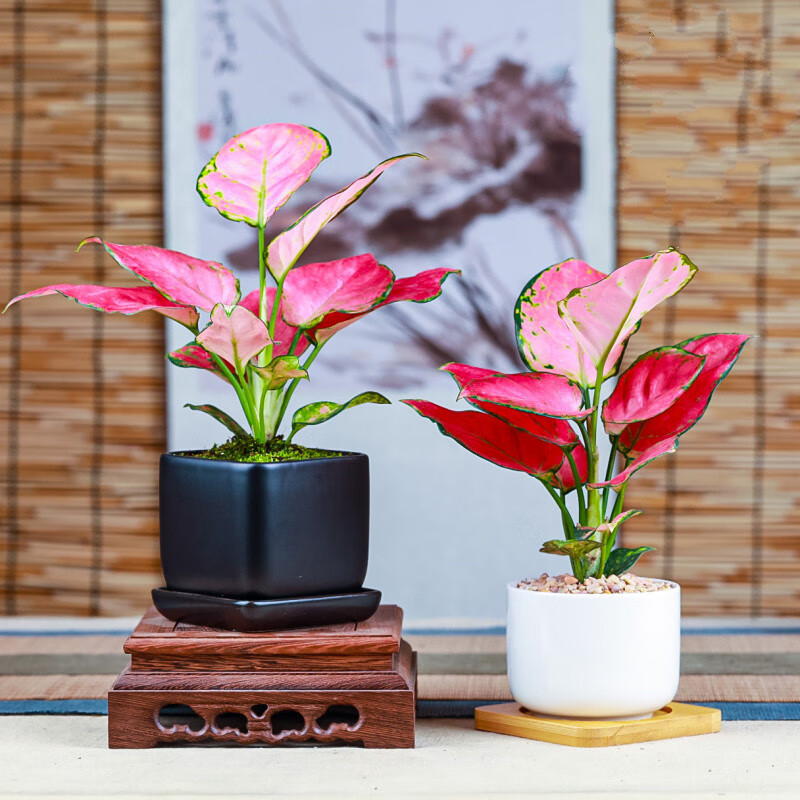 吉利红如意皇后竹芋水培吉祥花室内办公室观叶植物盆栽绿植z1财旺四季