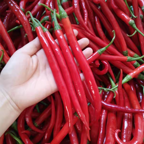 新鲜红线椒红二荆条红辣椒贵州红海椒红青椒新鲜蔬菜做剁椒辣椒酱 10