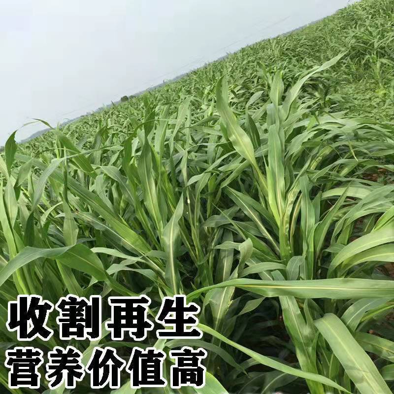 无毛大叶甜象草3号牧草种子四季常青冻不死喂牛羊鱼高产畜牧草籽 -量