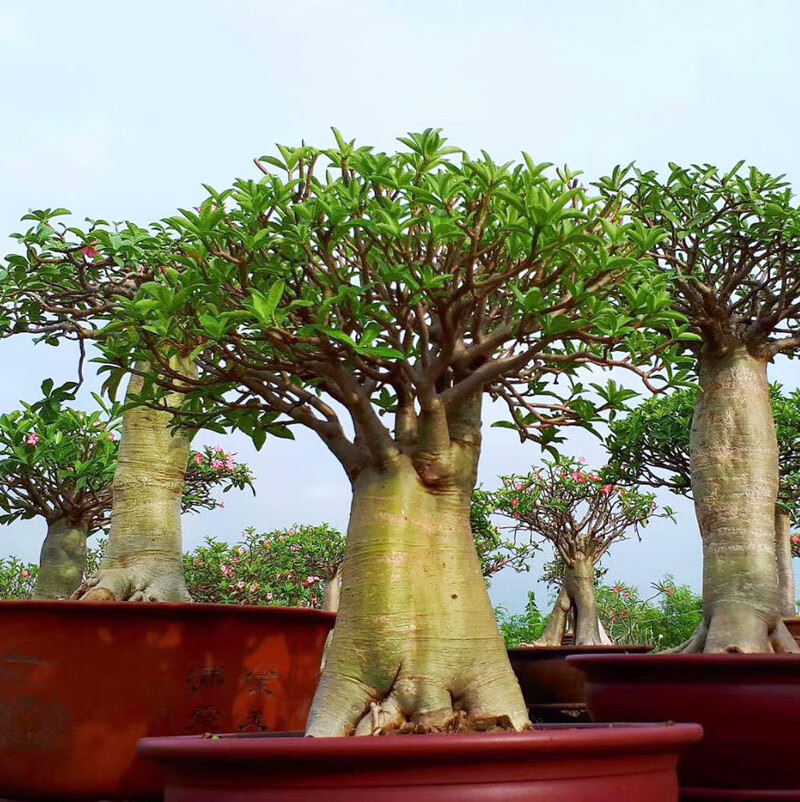 特大重瓣多色沙漠玫瑰开花不断大型盆景带花苞怪根老桩耐旱植物 嫁接