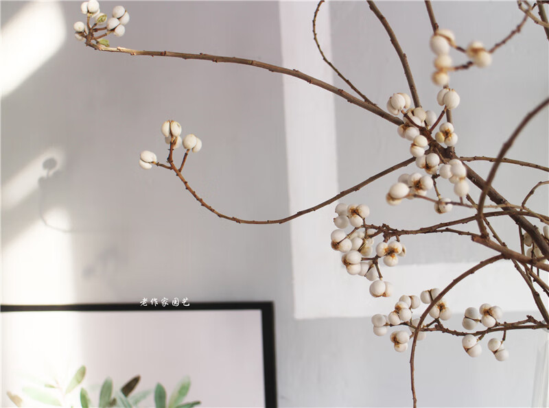 ins小白果干花花束天然树枝白色薏米果乌桕果小清新家居花材装饰 小
