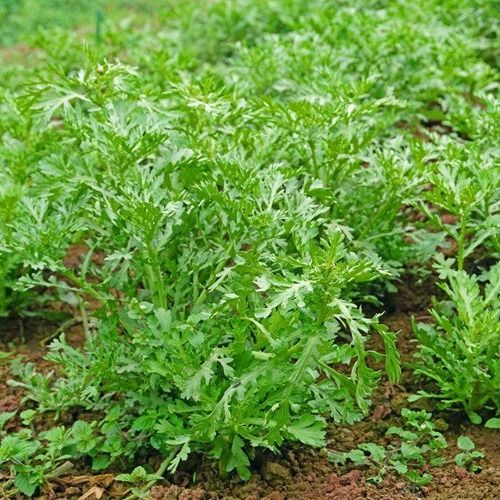 春光岛苏北农家茼蒿菜 新鲜绿叶蔬菜 蓬篙 时令蔬菜