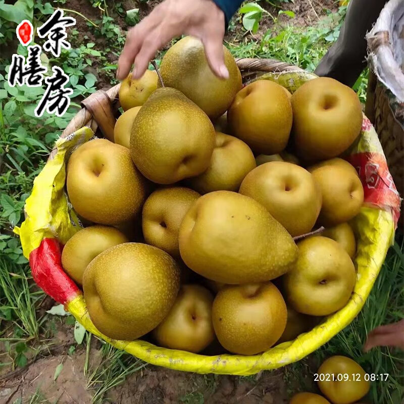 苍溪雪梨四川广元苍溪县特产正宗施家梨大梨子整箱新鲜水果 9斤 6枚装