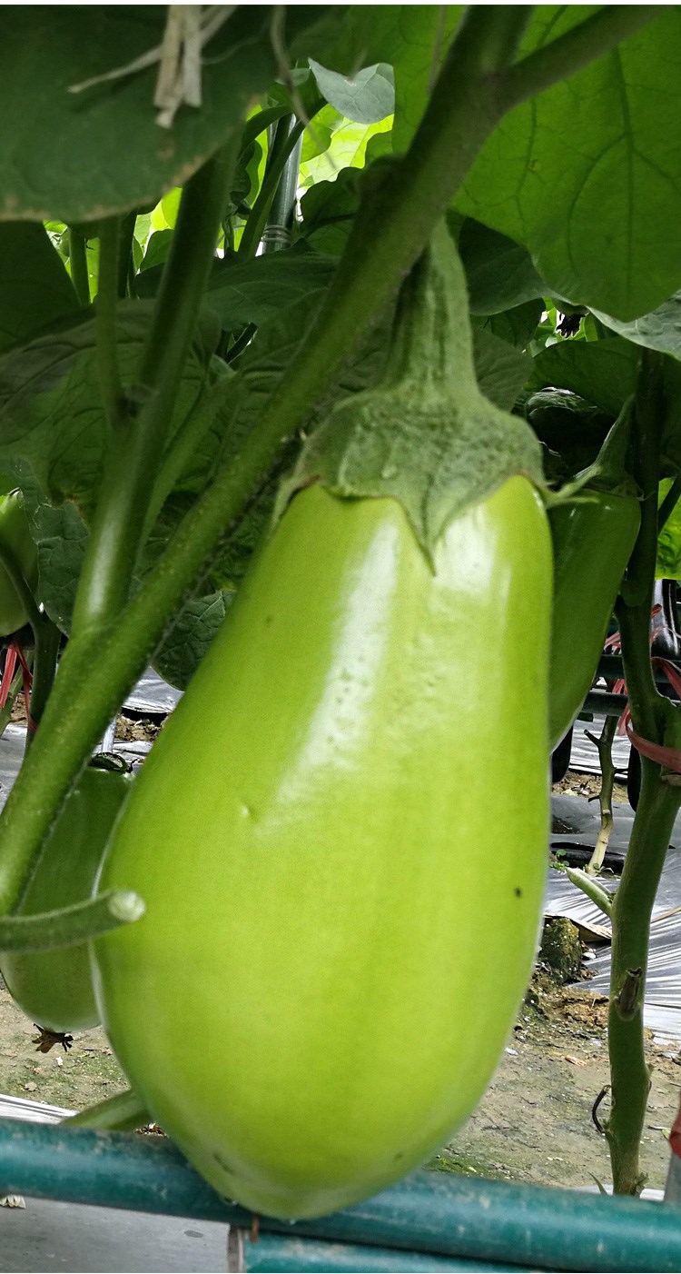 绿长茄种子绿罐茄籽青茄子绿皮圆茄水果皮薄肉嫩春季四季蔬菜绿罐茄10