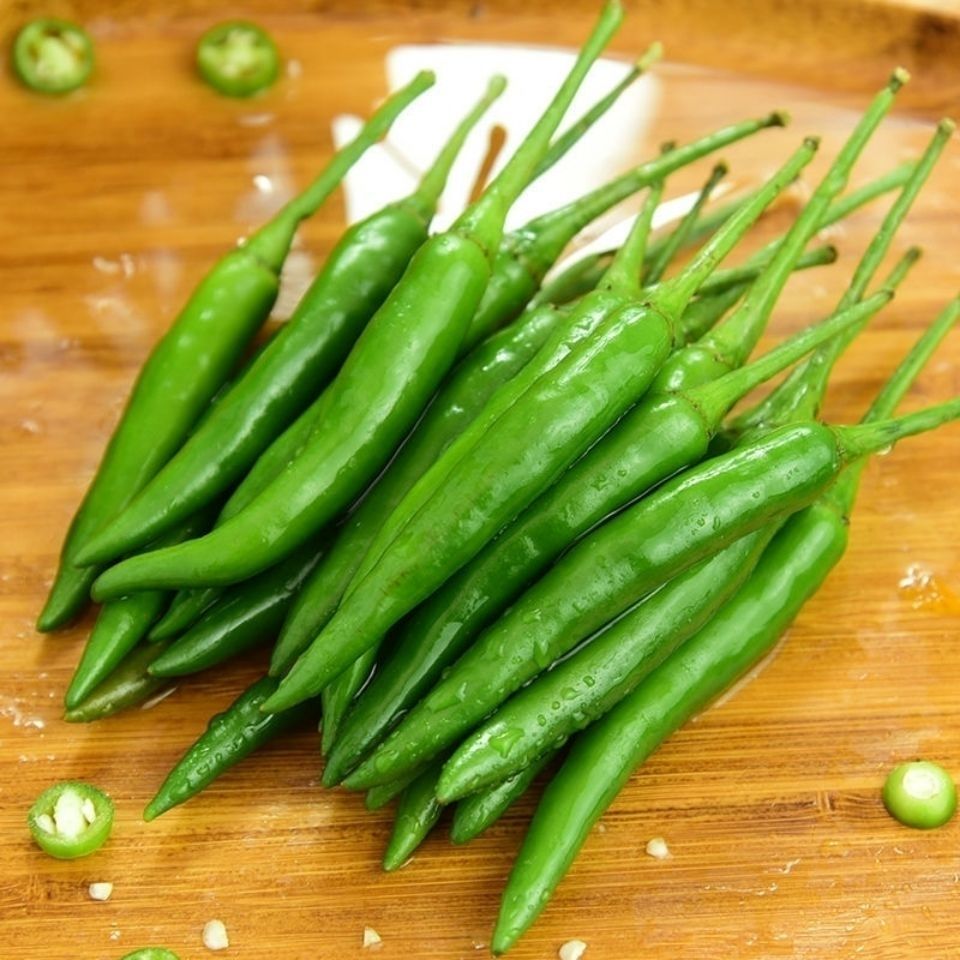 广东新苗精选特辣米椒朝天椒泡椒新鲜指天椒小尖椒剁椒酱现摘现发 1斤