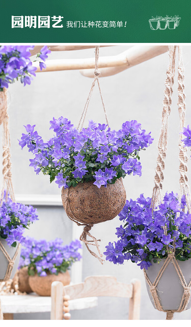 丹麦重瓣风铃草盆栽开花植物室内阳台花卉四季好养活花苗鲜花绿植酒杯