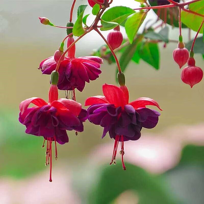 倒挂金钟盆栽苗室内绿植灯笼花盆栽苗吊金钟吊钟花四季开花盆景 紫芯1