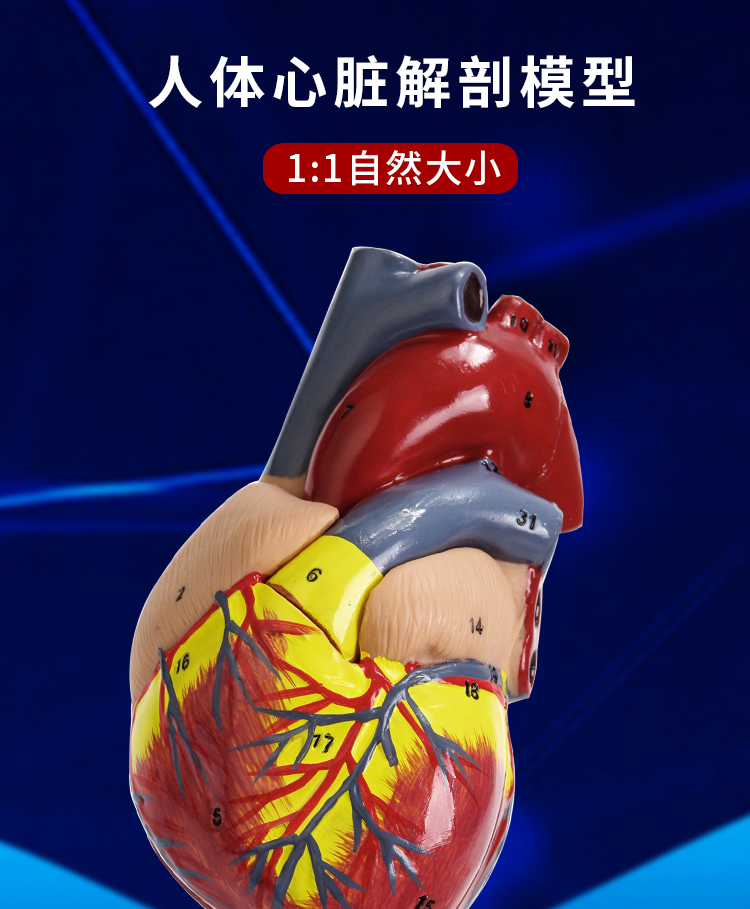 5倍心脏搭桥模型-送图解 34个数字标识【图片 价格 品牌 报价】-京东