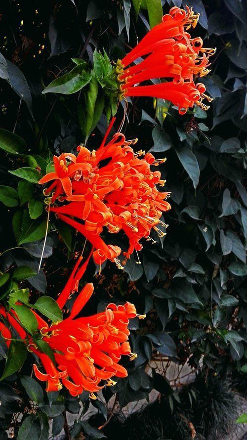 炮仗花苗爬藤花卉凌霄四季开花绿植攀援庭院围墙老藤垂吊秋颖a红色三