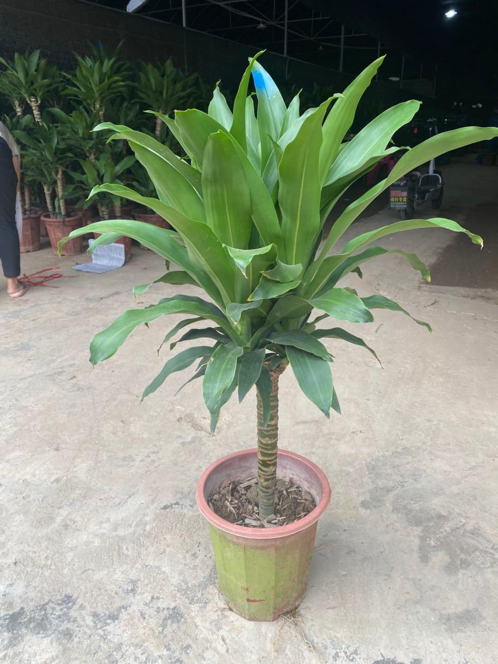 巴西铁盆栽青叶也门铁盆景铁树客厅走廊室内外植物吸甲醛常绿花卉 单