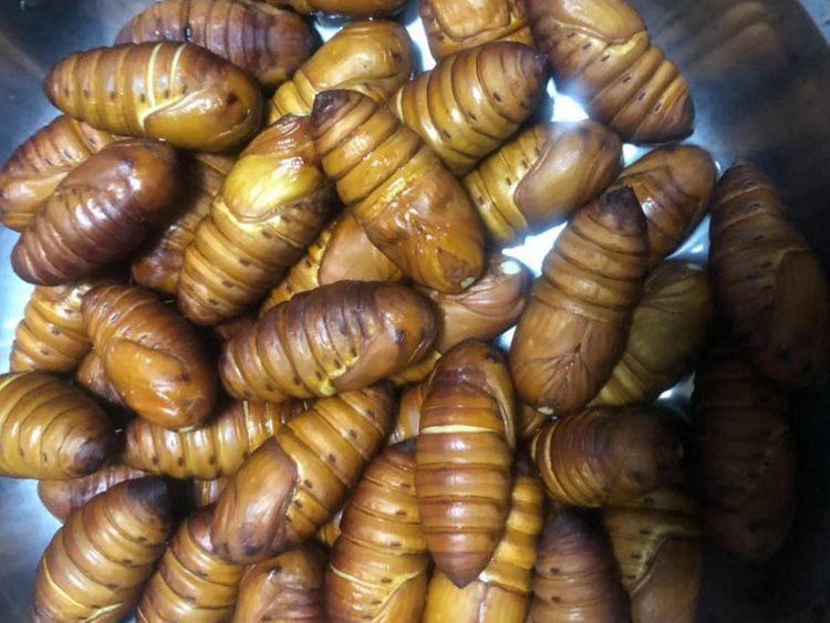 新鲜活蚕蛹500g东北特产大黄茧蛹子黑蛹食补高蛋白柞蝉蛹多规格 二黄