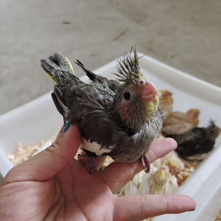 荣郁鸟活体雏鸟亲人鸟宠物桃脸牡丹鹦鹉玄凤绿金顶日本桃蓝腰黄桃3060