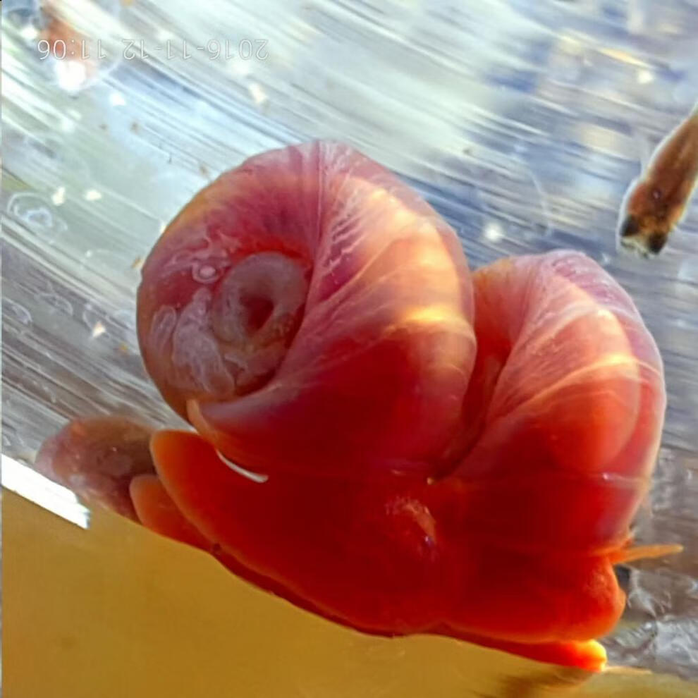 红苹果螺马来螺观赏螺除藻螺吃鱼粪繁殖螺活体饲料iwown苹果螺15只15