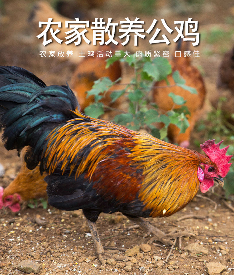 农家散养大公鸡土公鸡柴公鸡草公鸡老公鸡子公鸡整鸡现杀 一只大公鸡