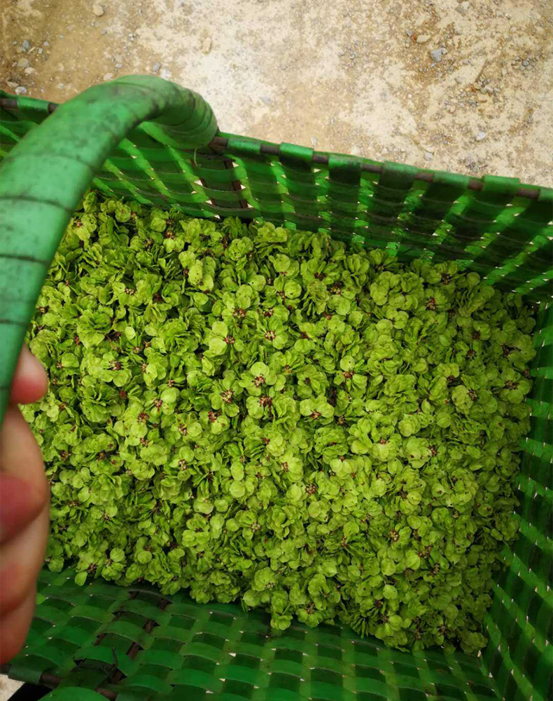 晨臻【顺丰鲜达-儿时回忆】2022榆钱新鲜 河南时令榆钱串 现摘现发