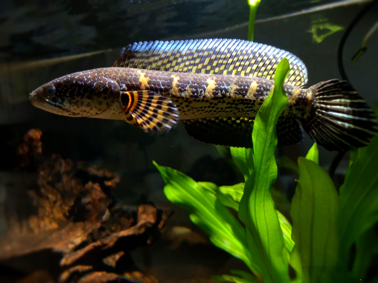 嘉瑰黄金雷龙 奶茶阿萨姆雷龙 七彩雷龙 雷龙鱼 热带鱼 观赏鱼 35cm
