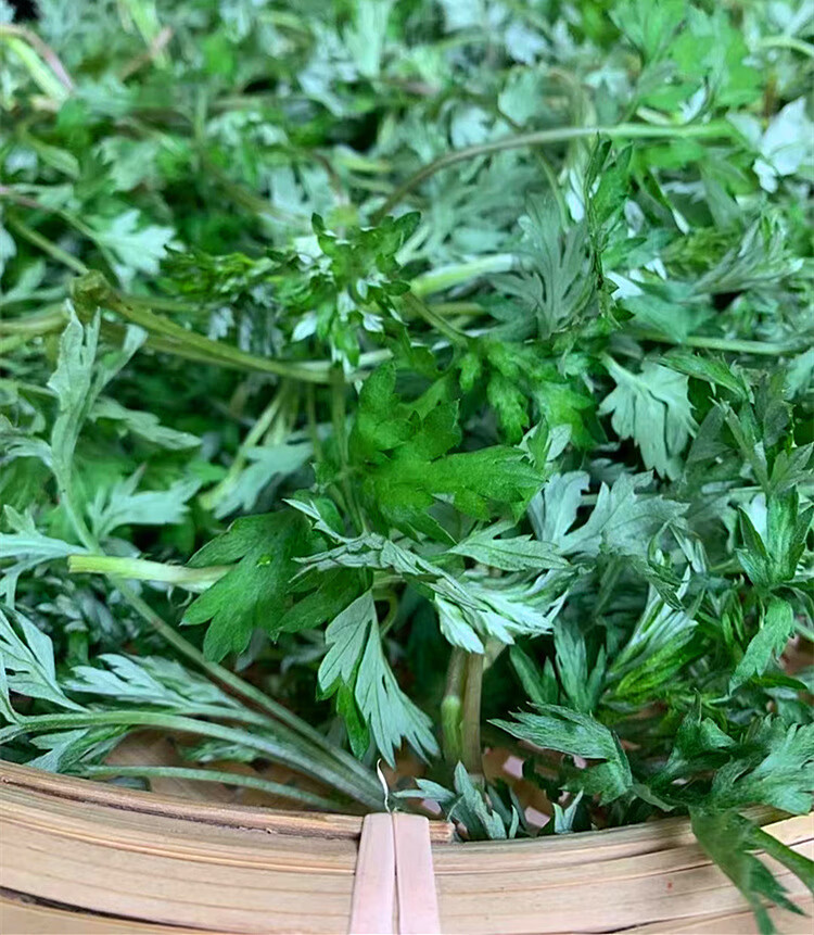 轻恋艾草新鲜蔬菜当季食用野菜生艾草叶艾蒿清明草糍粑艾粄青团嫩艾叶