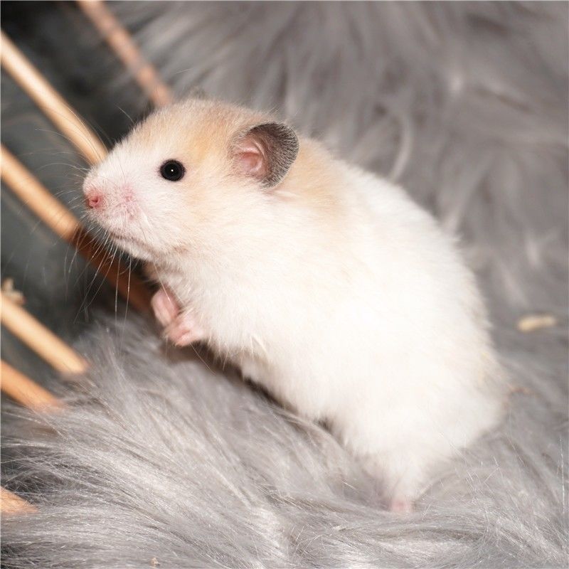 kjhgf家养金丝熊黑波利长毛卷毛黄波利火波纯银包活黑眼线 【黄波长毛