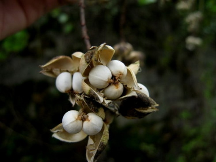 乌桕子` - 求真百科