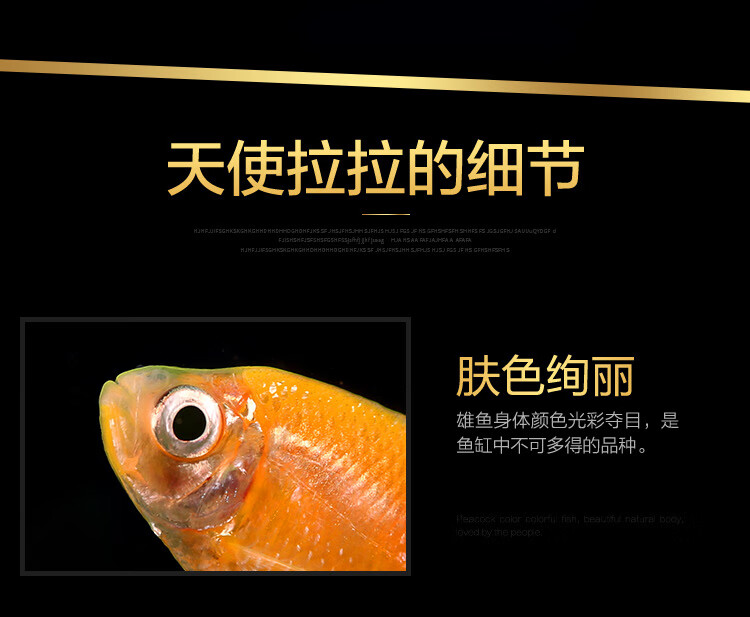 天使鱼活体彩旗鱼柠檬黄衣绿衣玻璃拉拉鱼彩群热带观赏鱼好养 天使