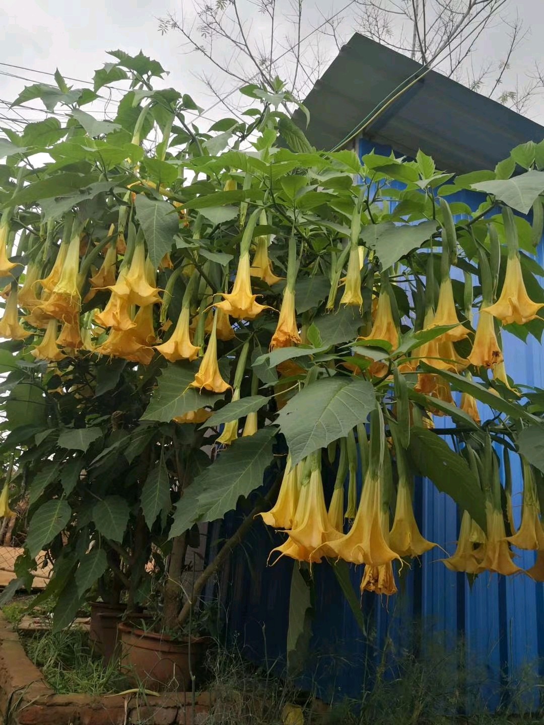 梦动木本曼陀罗花苗黄白粉色大喇叭花绿植盆栽地栽庭院花卉多年生植物