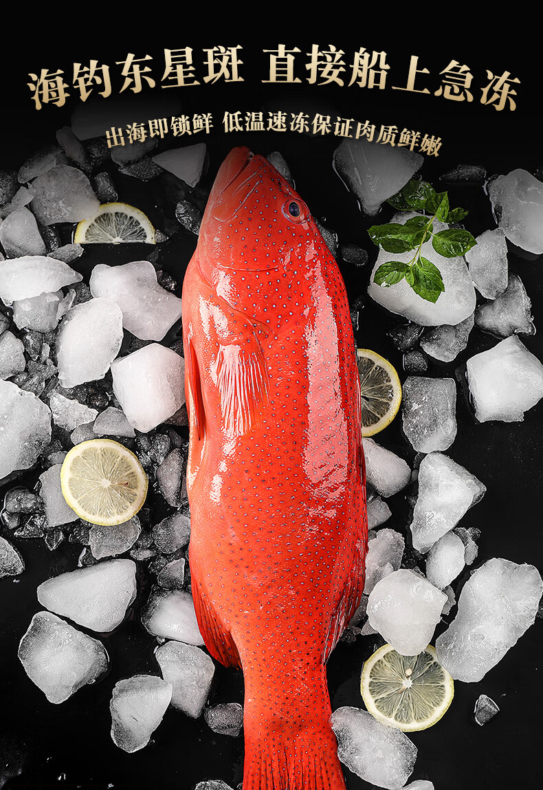 东星斑石斑鱼新鲜活冷冻海钓深海鱼燕尾斑1-2.