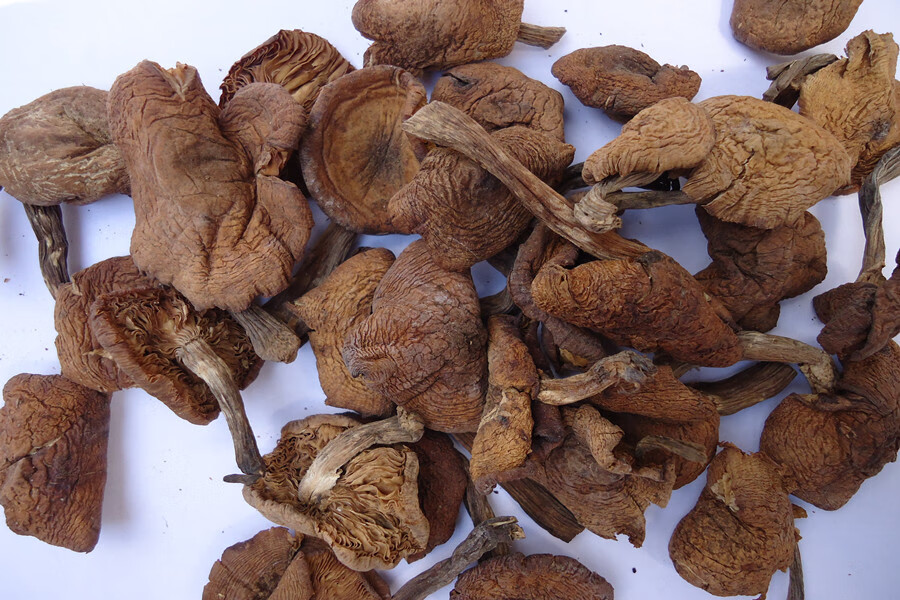 东北特产榛蘑菇小鸡炖蘑菇无根干货榛磨榛蘑丁食用菌500g