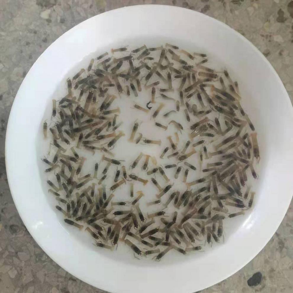 zxc虾苗澳洲淡水小龙虾苗螯虾养殖教学龙虾苗种苗公分苗蓝色澳龙虾虾