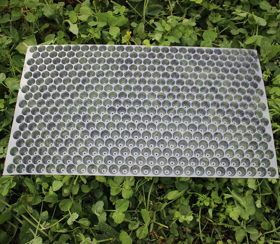 鸿盛手抛育秧盘水稻人工抛秧晚稻育苗盘塑料抛秧434孔353孔561孔加厚
