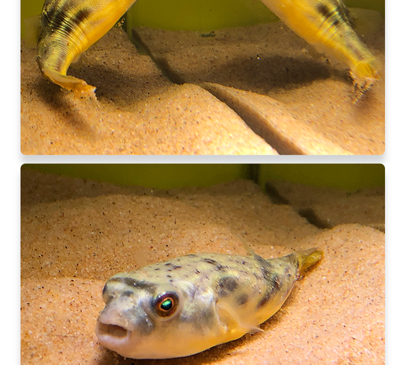 河豚鱼活体活物斑马狗头鱼苗凶猛肉食热带淡水宠物鱼观赏鱼运输包活