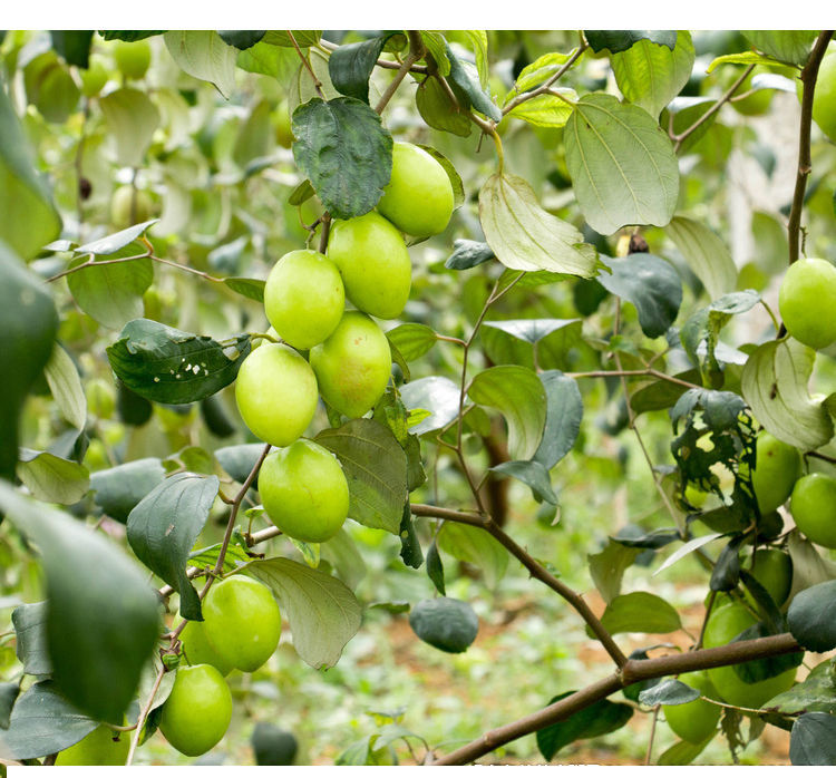 更多参数>>原产地:福建包装形式:简装品种:青枣货号:x297437447979