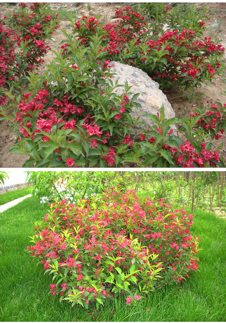 园艺 金叶锦带比红王子锦带好的品种锦带小苗 2-3个分叉一颗