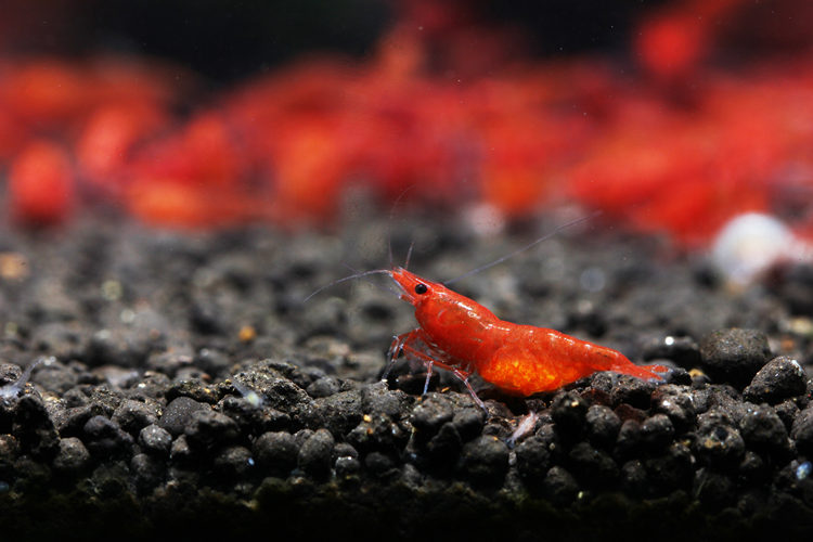 品质虾坊极火虾成体母虾活体火焰虾除藻观赏虾非烤漆1520cm极火公虾8