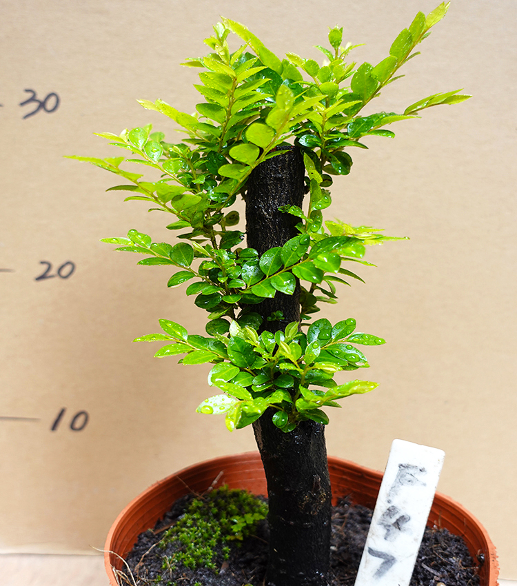 叠勖名贵小叶紫檀盆景树苗室内植物办公室绿植四季常青客厅盆栽 园艺