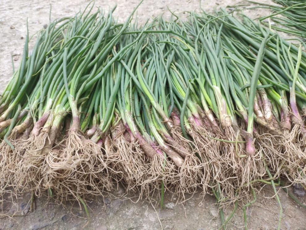 红紫皮洋葱苗蔬菜圆葱苗大葱秧子新鲜元葱苗秋冬季种植分葱苗带根 200