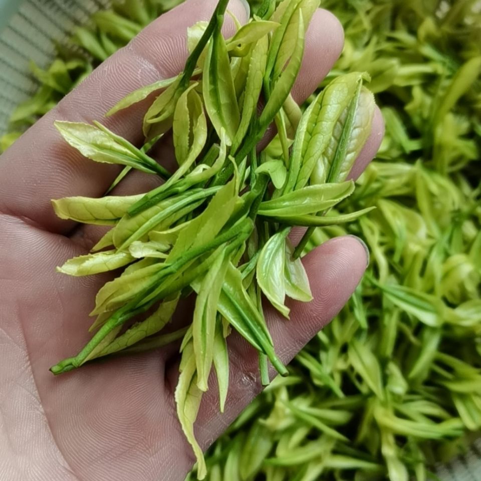 正安.白茶 2021年新茶贵州正安.白茶明前茶叶栗香云雾茶散装茶 50g【