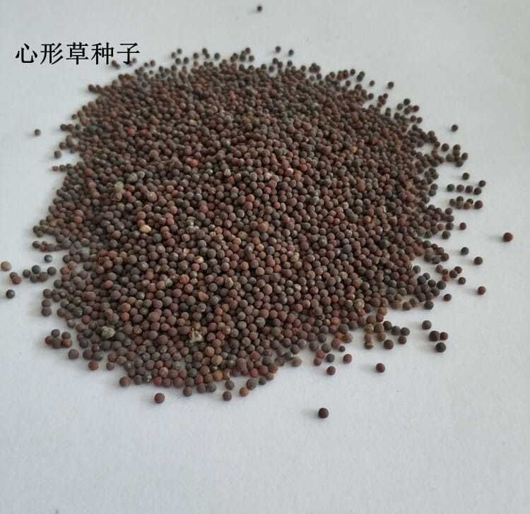 岩石草籽幸运草水培心形草彩叶草爱情草情思草铜钱草种子迷你盆栽