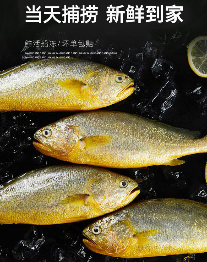 小黄鱼新鲜冷冻黄花鱼海鲜批发鲜活海捕海鱼保鲜小黄花鱼乌蒙蕴色6斤