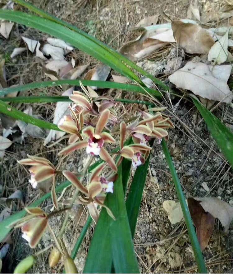 芳皓之睿蜜蜂蘭帶花苞開花多巖蘭臺蘭引蜂誘蜂引蜜蜂蘭花苗盆栽花卉綠