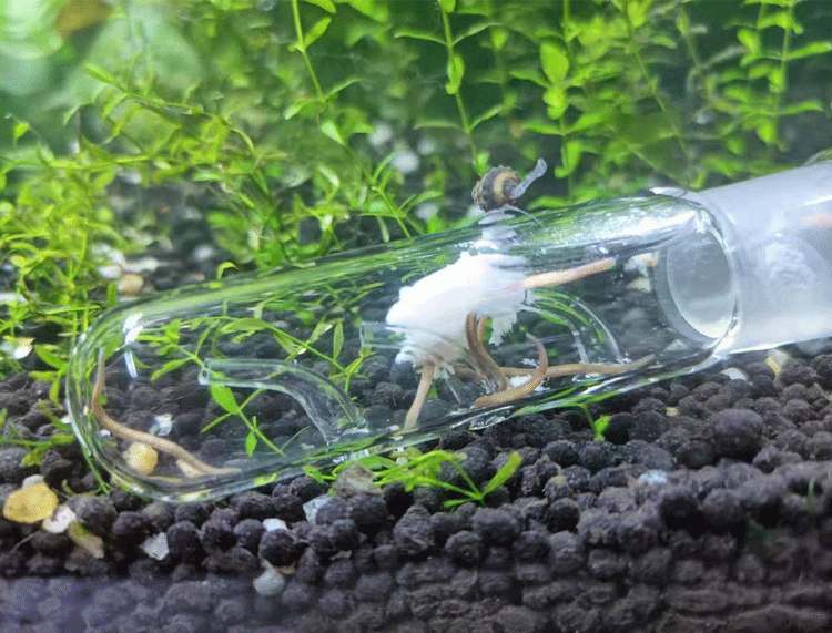 水蛭诱捕器涡虫诱捕器水族箱玻璃蜗虫捕捉器鱼缸涡虫笔吸水蛭蚂蝗捕