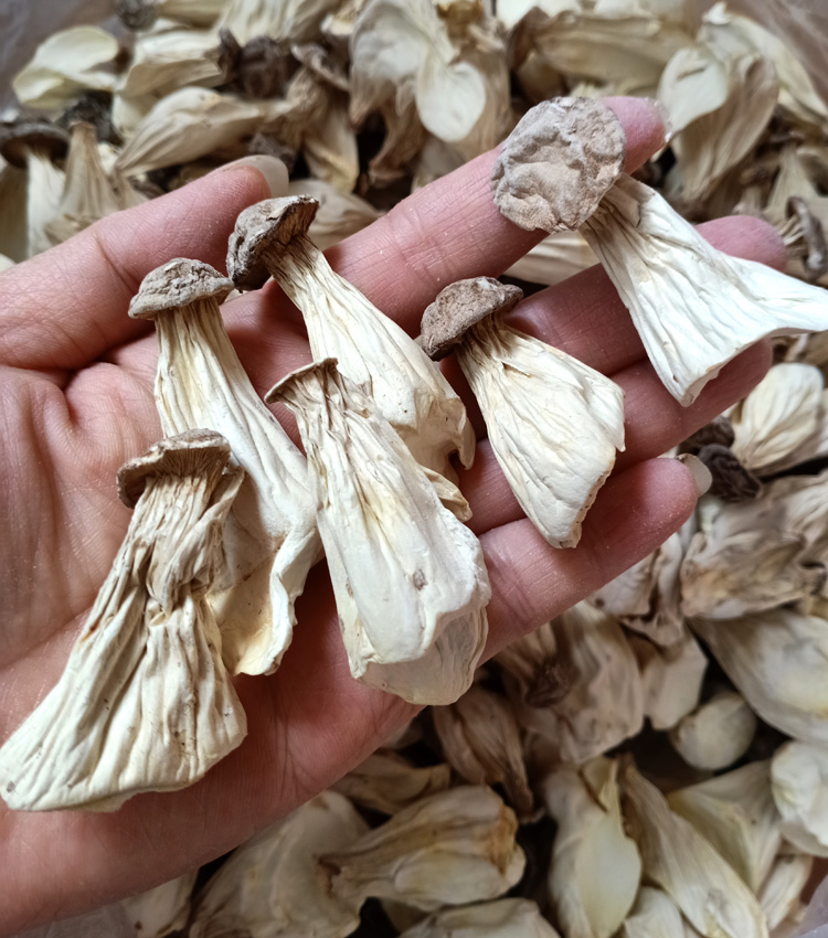 好物分享】福建武夷山茶花菇长寿菇白菇鸡鸡菇干货土特产姑奶奶人参菇