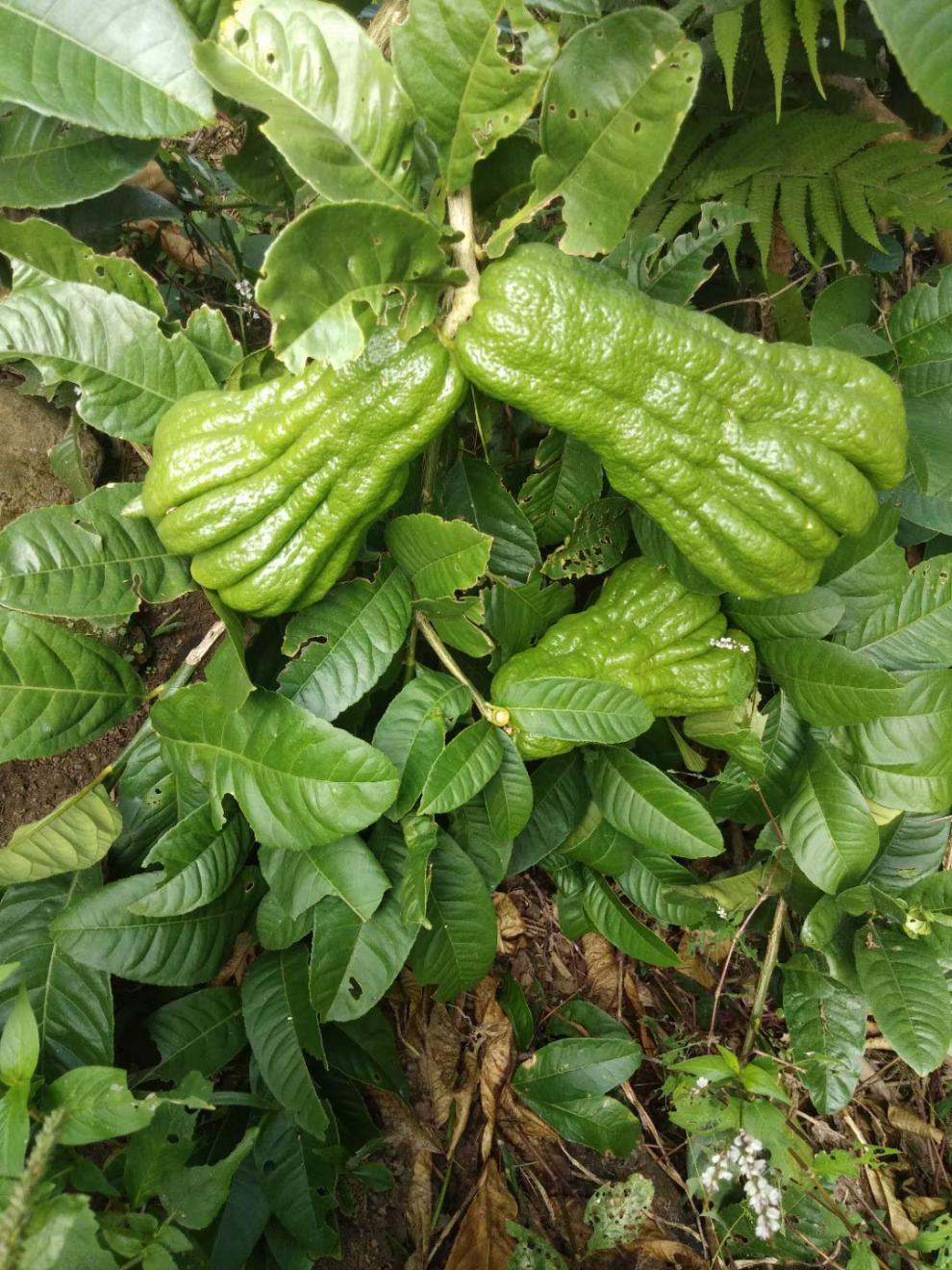 佛手果 绿果 新鲜佛手柑 观赏清供 金佛手干 奶茶原料 5斤【图片 价格