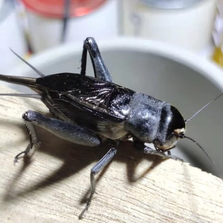 油葫芦鸣虫活虫活体玉眼黑虫缎子青野生天津油葫芦鸣虫崛起商贸花姿妖