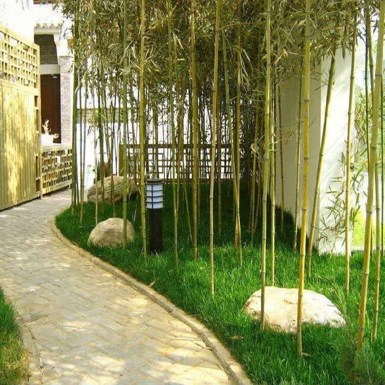 精选竹子苗庭院绿篱耐寒植物室内阳台盆栽紫竹苗四季常青绿化苗罗汉竹